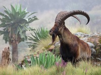 Ένα Walia Ibex στο Εθνικό Πάρκο των Ορέων Simien, ένα από τα εθνικά σύμβολα της Αιθιοπίας, που βρίσκεται αποκλειστικά στο βόρειο τμήμα της χώρας.